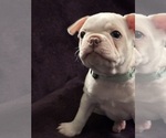 Small Photo #16 Boston Terrier Puppy For Sale in HAMDEN, CT, USA