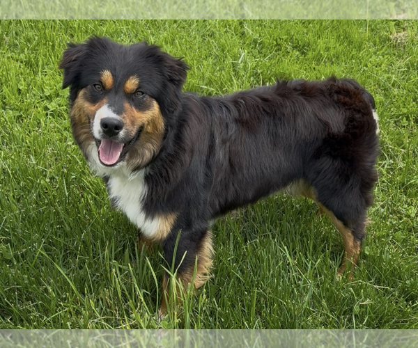 Medium Photo #4 Australian Shepherd Puppy For Sale in Sistersville, WV, USA