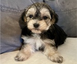 Small Photo #6 Maltipoo Puppy For Sale in SANTA MARIA, CA, USA