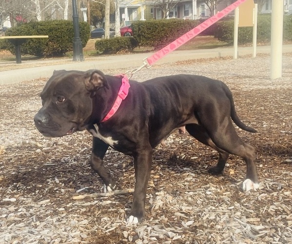 Medium Photo #1 American Pit Bull Terrier Puppy For Sale in TRENTON, NJ, USA