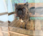 Small #3 French Bulldog