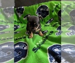 Small Photo #6 Chihuahua Puppy For Sale in EVERETT, WA, USA