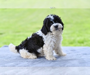 ShihPoo Puppy for sale in MILLERSBURG, OH, USA