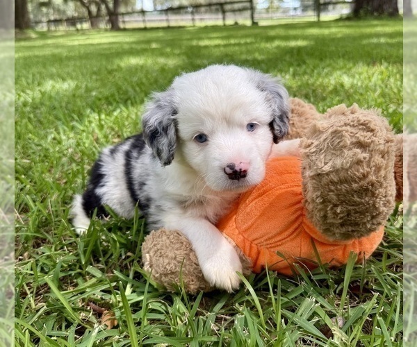 Medium Photo #8 Miniature Australian Shepherd Puppy For Sale in ANTHONY, FL, USA