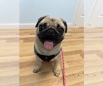 Small Pug