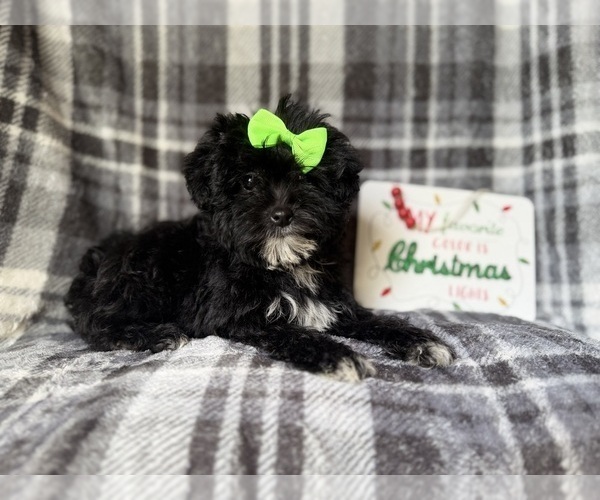 Medium Photo #3 YorkiePoo Puppy For Sale in LAKELAND, FL, USA