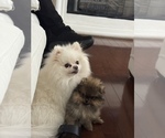 Small #8 Pomeranian
