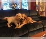 Small Photo #1 Golden Retriever Puppy For Sale in WEBSTER CITY, IA, USA