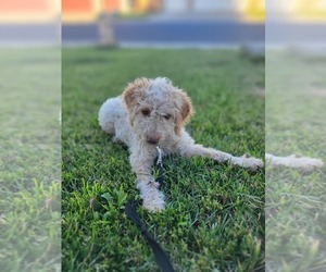 Lagotto Romagnolo Puppy for sale in SALIDA, CA, USA