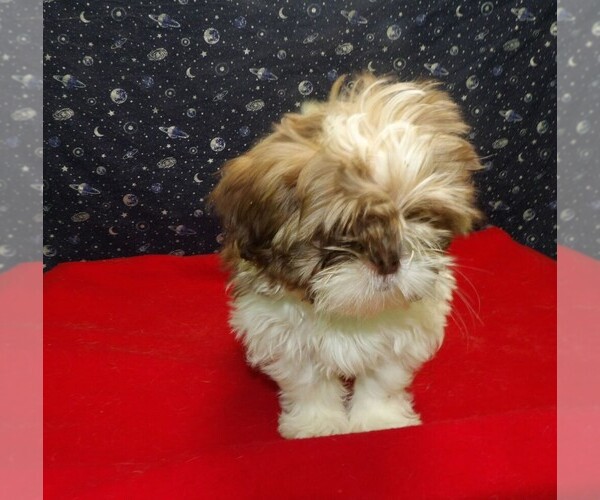 Medium Photo #4 Shih Tzu Puppy For Sale in PATERSON, NJ, USA