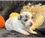 Sky - Female Chihuahua Puppy for Sale - Photo #13
