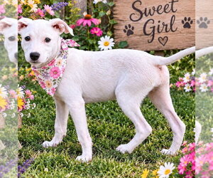VALERIE - Female Labrador Retriever Dog for Adoption - Photo #4