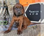 Small #2 Redbone Coonhound