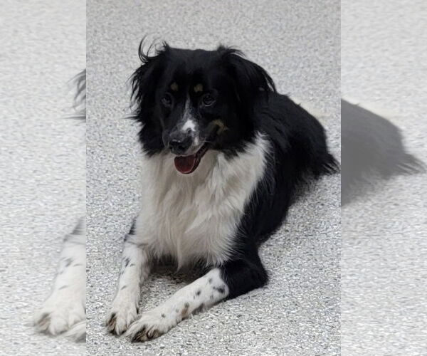 Medium Photo #3 Border Collie Puppy For Sale in Highland, IL, USA