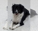 Small #2 Border Collie