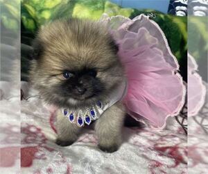 Pomeranian Puppy for sale in NAPLES, FL, USA