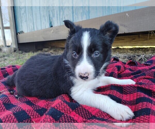 Medium Photo #3 Border Collie Puppy For Sale in NORBORNE, MO, USA