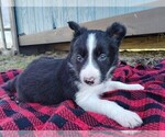 Small #2 Border Collie