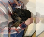 Small Photo #4 German Shepherd Dog Puppy For Sale in WESTBY, WI, USA