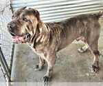 Small #1 Mutt
