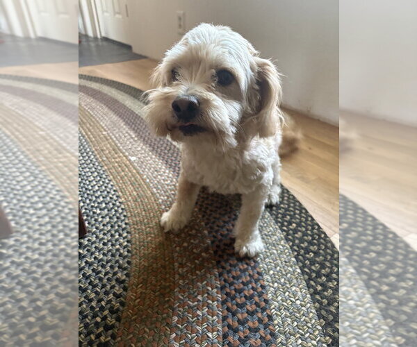 Medium Photo #1 Poodle (Miniature)-Unknown Mix Puppy For Sale in Lakewood, CO, USA