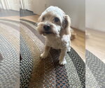 Finch fka Flannel - Male Poodle (Miniature)-Unknown Mix Dog for Adoption - Small photo