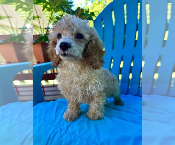 Medium Photo #2 Poodle (Toy)-Unknown Mix Puppy For Sale in Pacolet, SC, USA