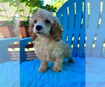 Small #1 Poodle (Toy) Mix