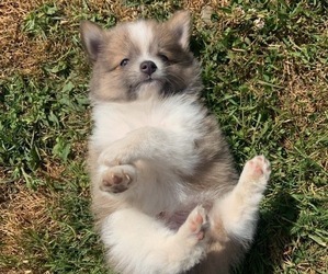 Pomeranian Puppy for sale in YACOLT, WA, USA