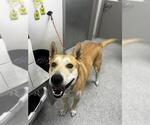 Small Carolina Dog Mix