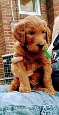 Goldendoodle Puppy for sale in AKRON, OH, USA
