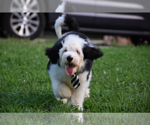Sheepadoodle Puppy for sale in MARIONVILLE, MO, USA