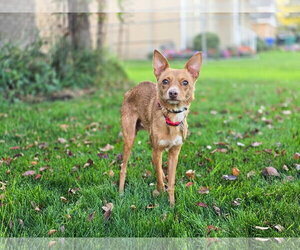 Hollis - Male Chihuahua Dog for Adoption - Photo #17