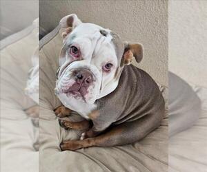 Bulldog Dogs for adoption in Sacramento, CA, USA