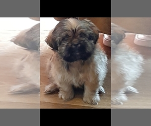 Shih Tzu Puppy for sale in MARS HILL, NC, USA
