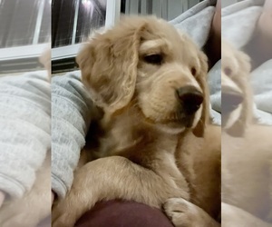 Goldendoodle Puppy for sale in HEADLAND, AL, USA