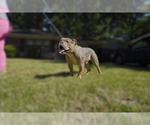 Small Photo #4 Olde English Bulldogge Puppy For Sale in MEMPHIS, TN, USA
