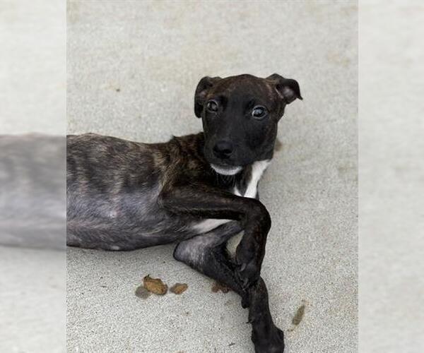 Medium Photo #2 Plott Hound-Unknown Mix Puppy For Sale in Tulsa, OK, USA