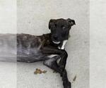 Small #1 Plott Hound Mix