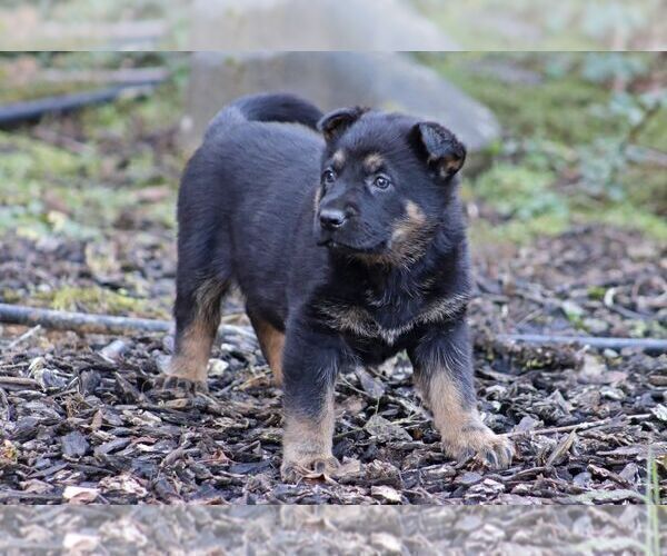 Medium Photo #10 German Shepherd Dog Puppy For Sale in CASTLE ROCK, WA, USA