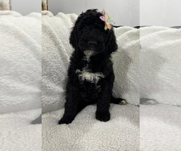Medium Photo #4 Poodle (Standard) Puppy For Sale in CARTERET, NJ, USA