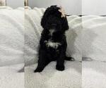 Small #3 Poodle (Standard)
