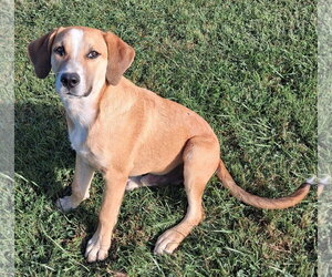 Gunner - Male Mountain Cur-Unknown Mix Dog for Adoption - Photo #2