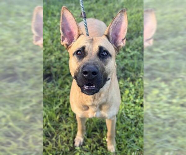 Medium Photo #1 German Shepherd Dog-Unknown Mix Puppy For Sale in Fort Lauderdale, FL, USA