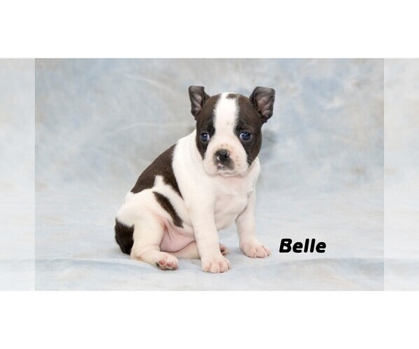 Medium Photo #6 Boston Terrier Puppy For Sale in CLARE, MI, USA