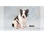 Small Photo #6 Boston Terrier Puppy For Sale in CLARE, MI, USA