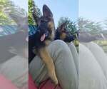 Small #17 German Shepherd Dog