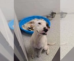 Small American Pit Bull Terrier Mix