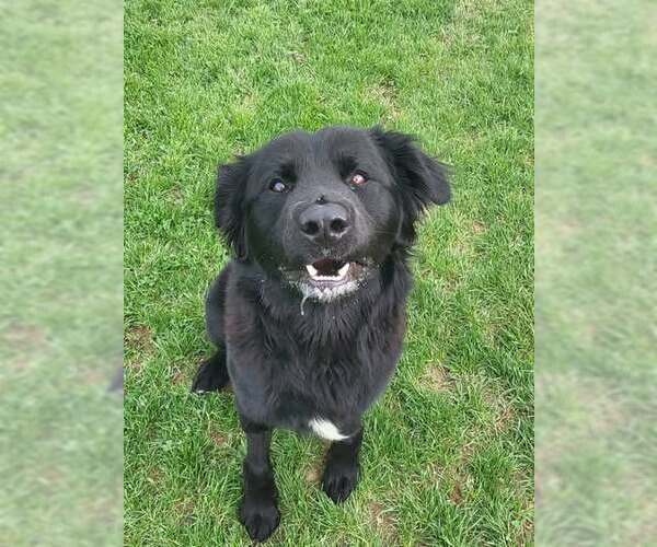 Medium Photo #1 Mutt Puppy For Sale in Rootstown, OH, USA