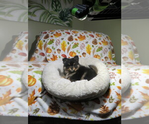 Pomeranian Puppy for sale in COOKEVILLE, TN, USA